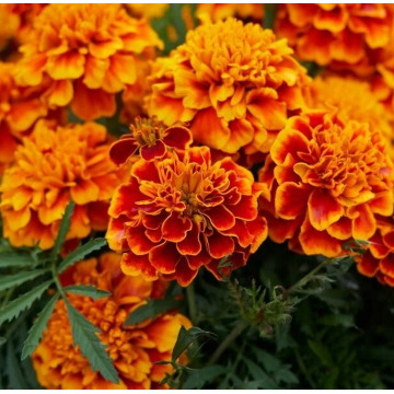 Photo of Ellen Elizabeth ( Helen ) LEGGATE