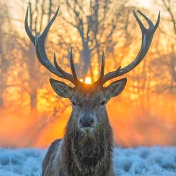 Photo of Avril BURNS