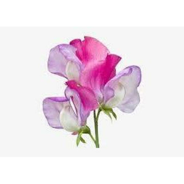 Photo of ELSIE BOLDY