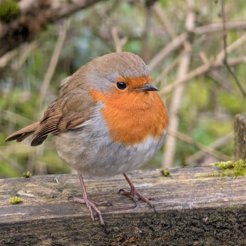 Notice Gallery for Stella DALBY