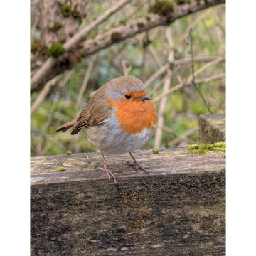 Notice Gallery for Stella DALBY