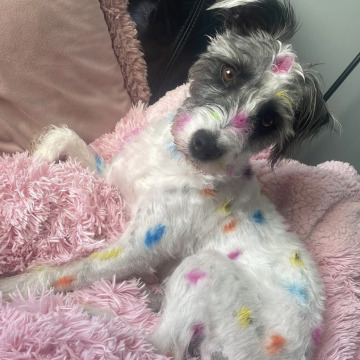 Photo for notice Jade REILLY