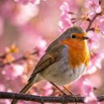 Photo for notice Norma Elaine WORRALL