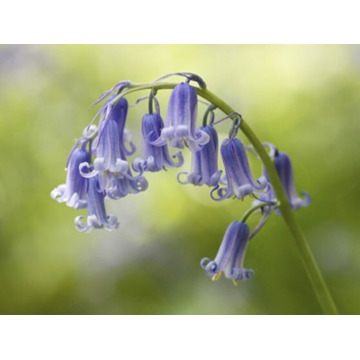 Photo of Jane ROBINS