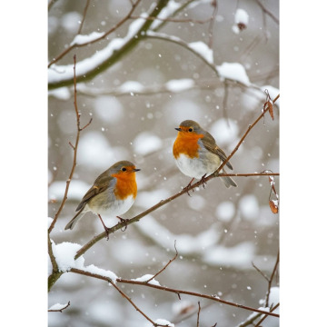 Photo for notice ELIZABETH (BETTY) SHEPHERD 