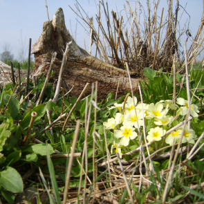 best_uk_green_burial_sites_photo_right_1