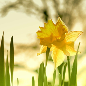 mothers_day__why_is_the_daffodil_associated_with_it_photo_right_0